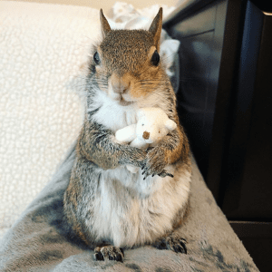 Squirrel with teddy bear