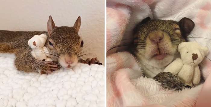 Squirrel with teddy bear