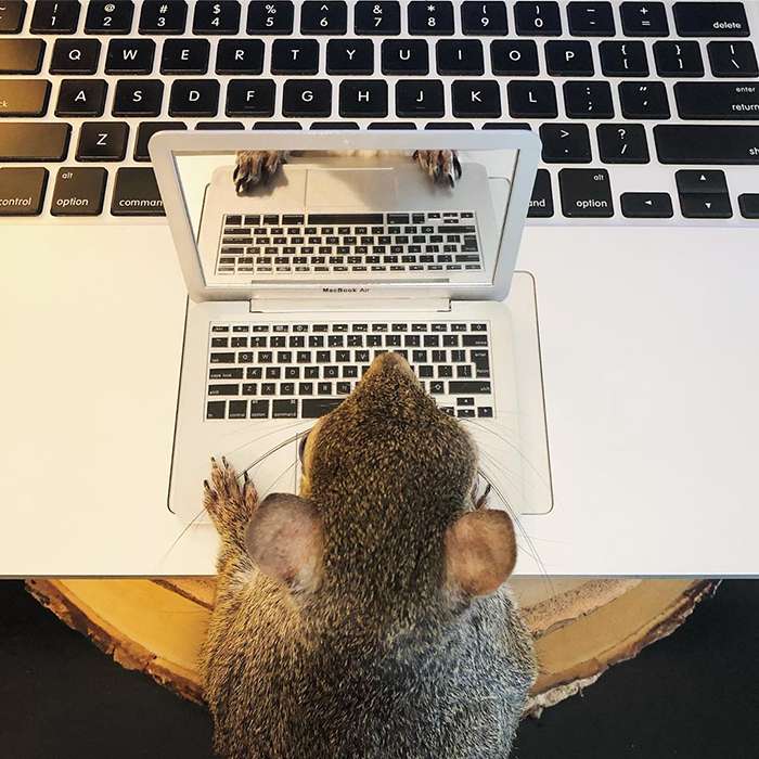 Squirrel with teddy bear