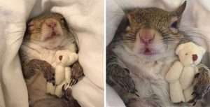 Squirrel with teddy bear