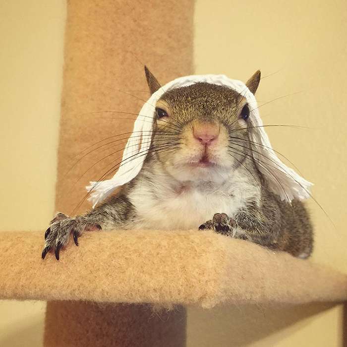 Squirrel with teddy bear