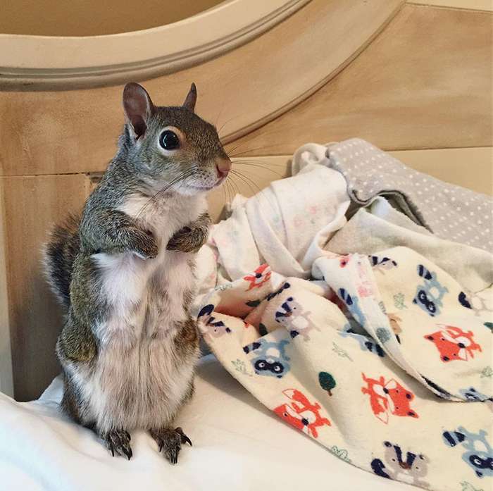 Squirrel with teddy bear