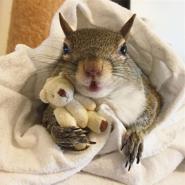 Squirrel with teddy bear