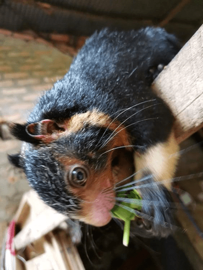 Adorable squirrel