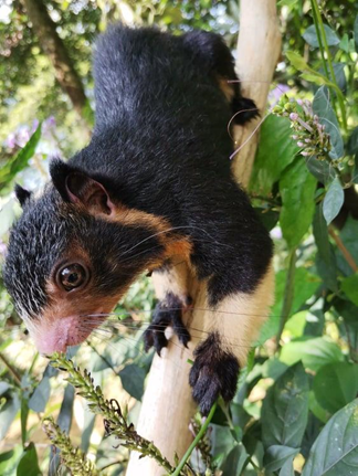 Adorable squirrel