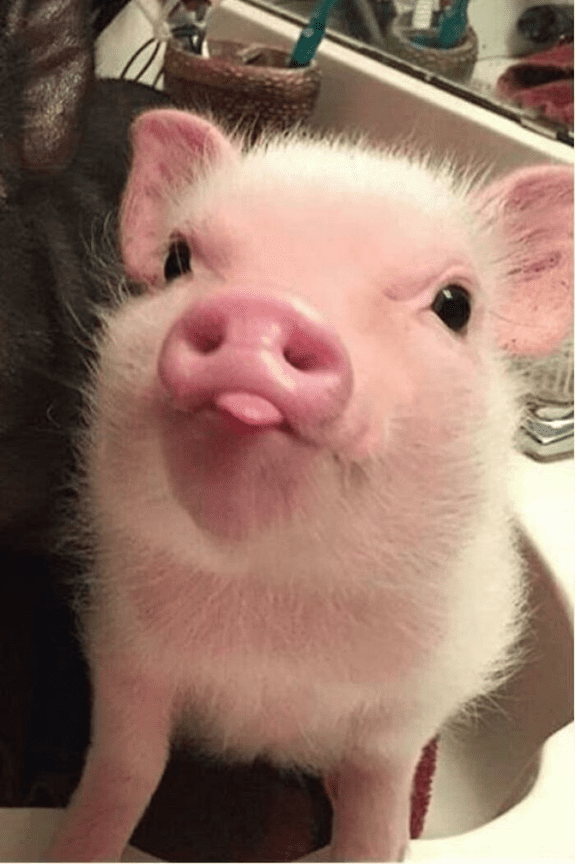  friendly and loving pig