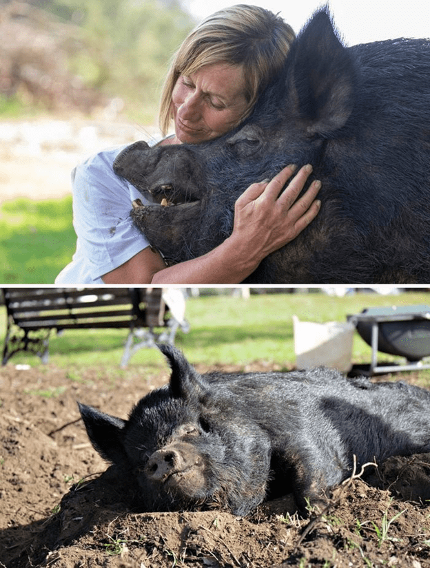  friendly and loving pig