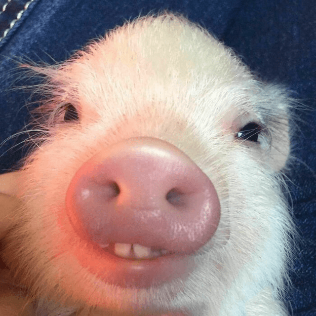  friendly and loving pig