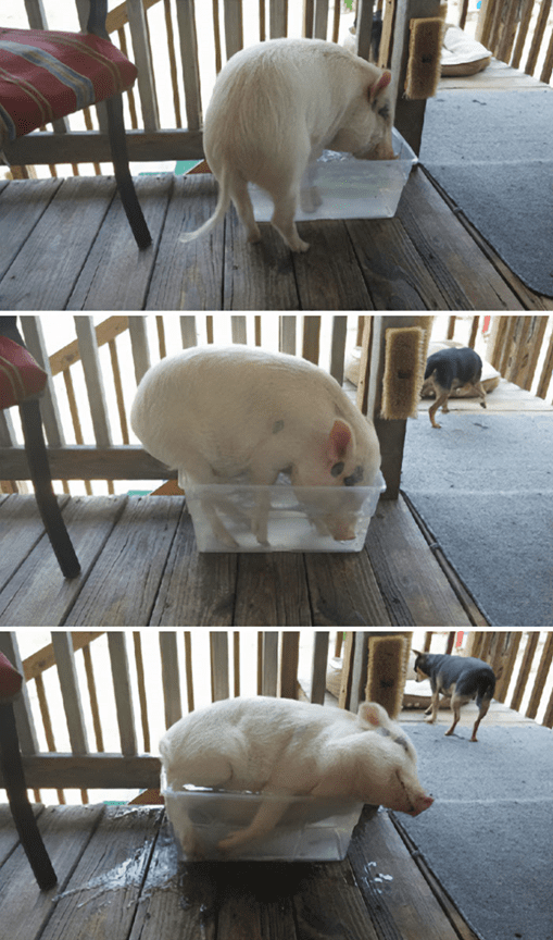  friendly and loving pig