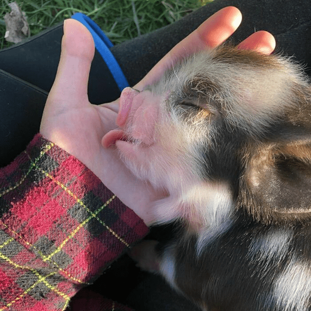  friendly and loving pig