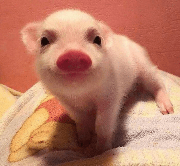  friendly and loving pig