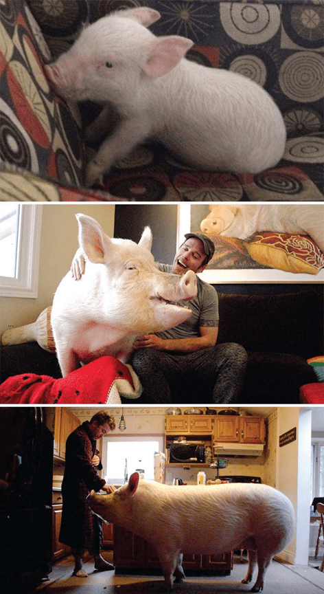  friendly and loving pig