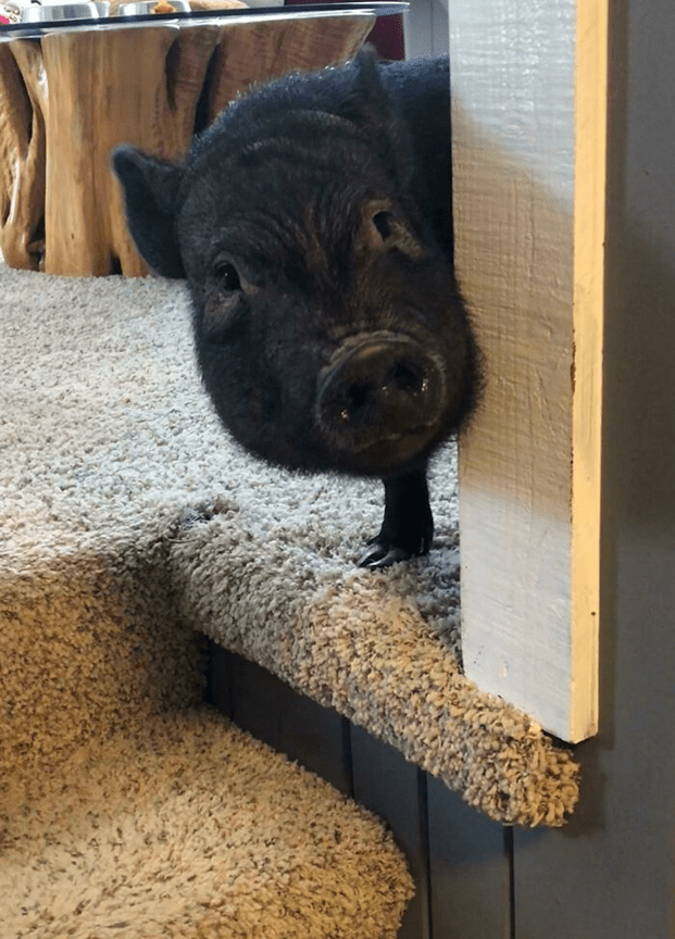  friendly and loving pig