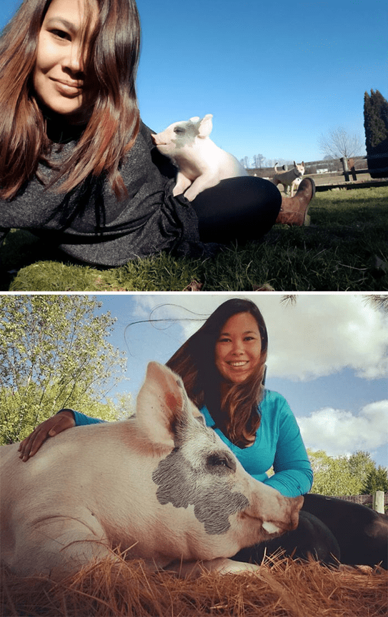  friendly and loving pig