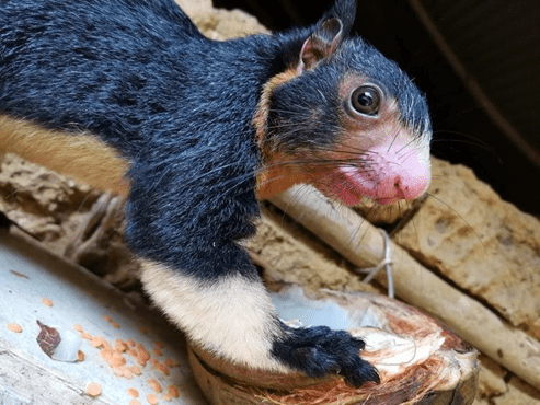 Adorable squirrel