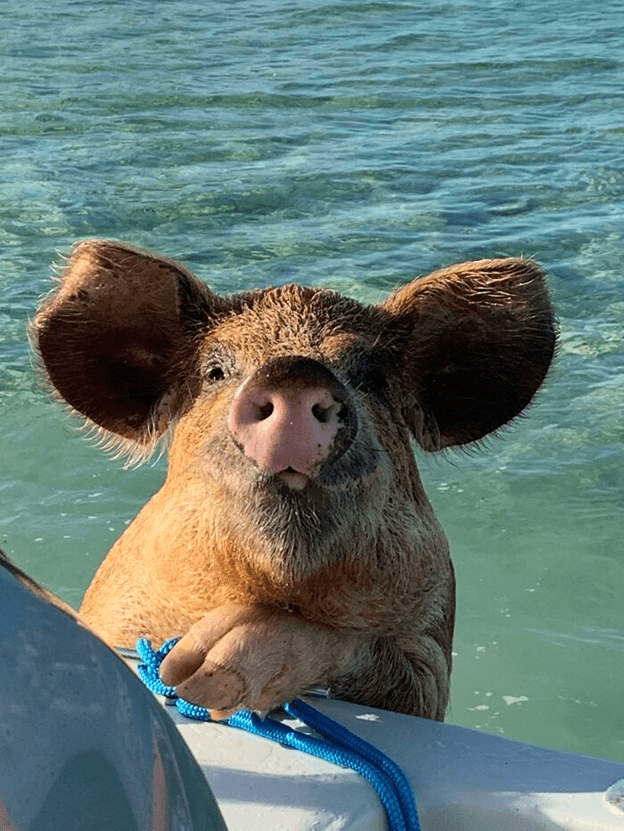  friendly and loving pig