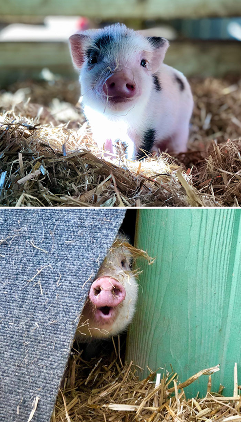  friendly and loving pig