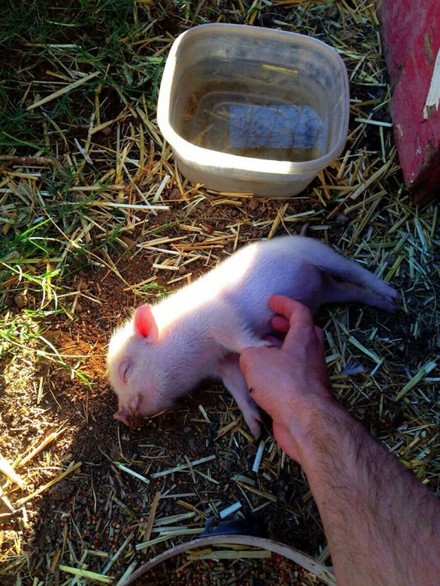  friendly and loving pig