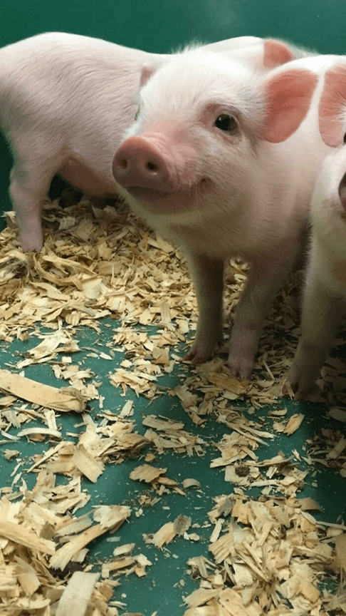  friendly and loving pig