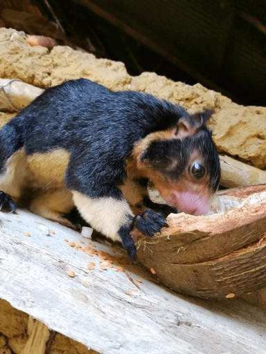 Adorable squirrel