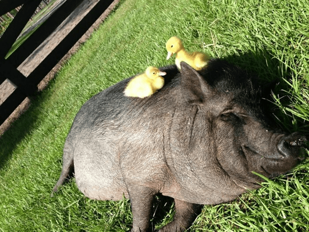  friendly and loving pig