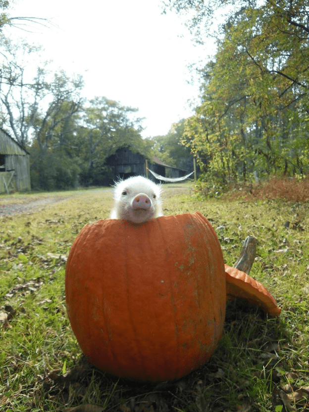  friendly and loving pig