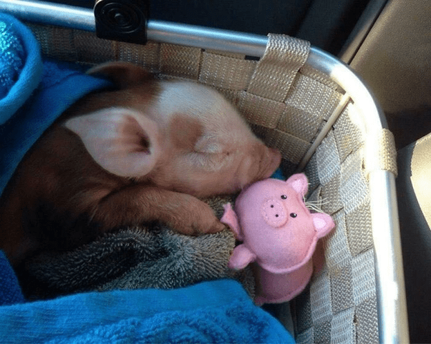  friendly and loving pig