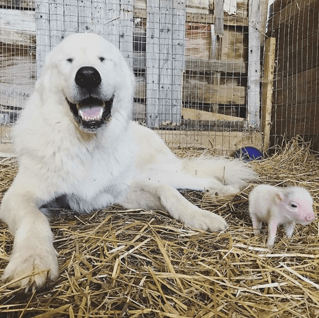  friendly and loving pig