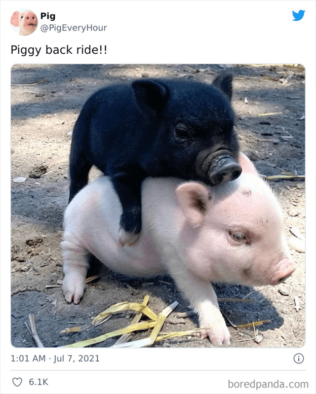  friendly and loving pig