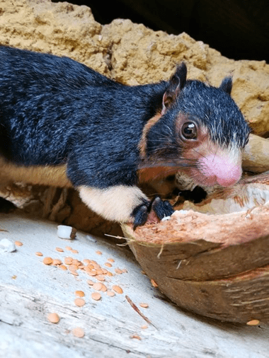 Adorable squirrel