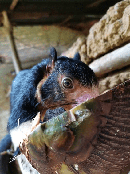 Adorable squirrel