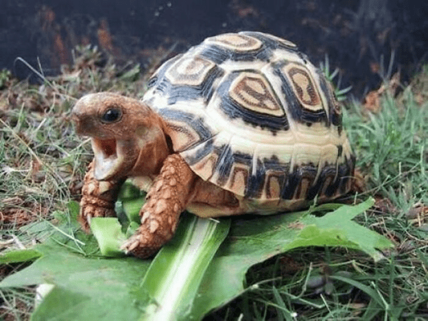 Adorable Turtle