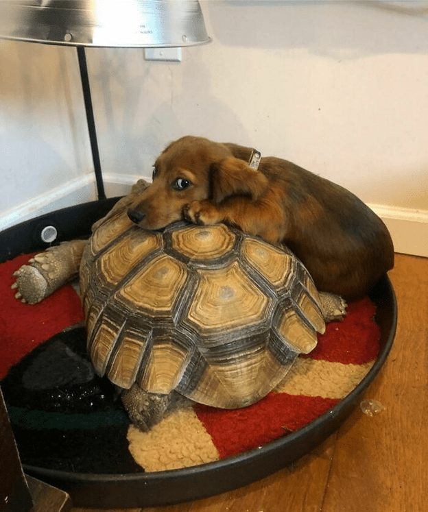 Adorable Turtle