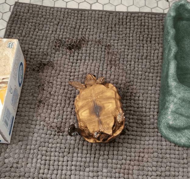 Adorable Turtle