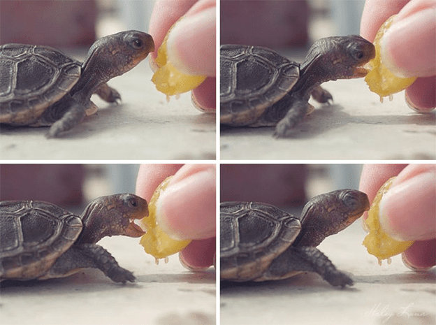 Adorable Turtle