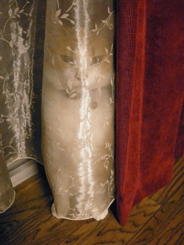 Hide and Seek cat