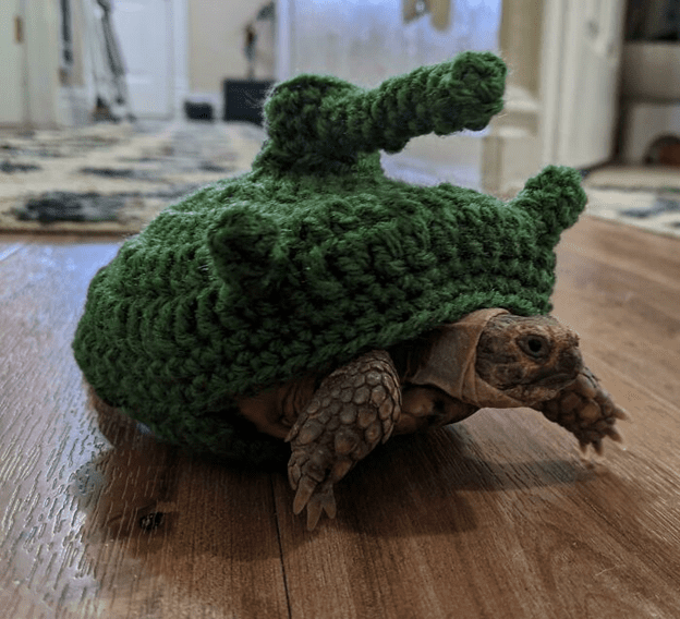 Adorable Turtle