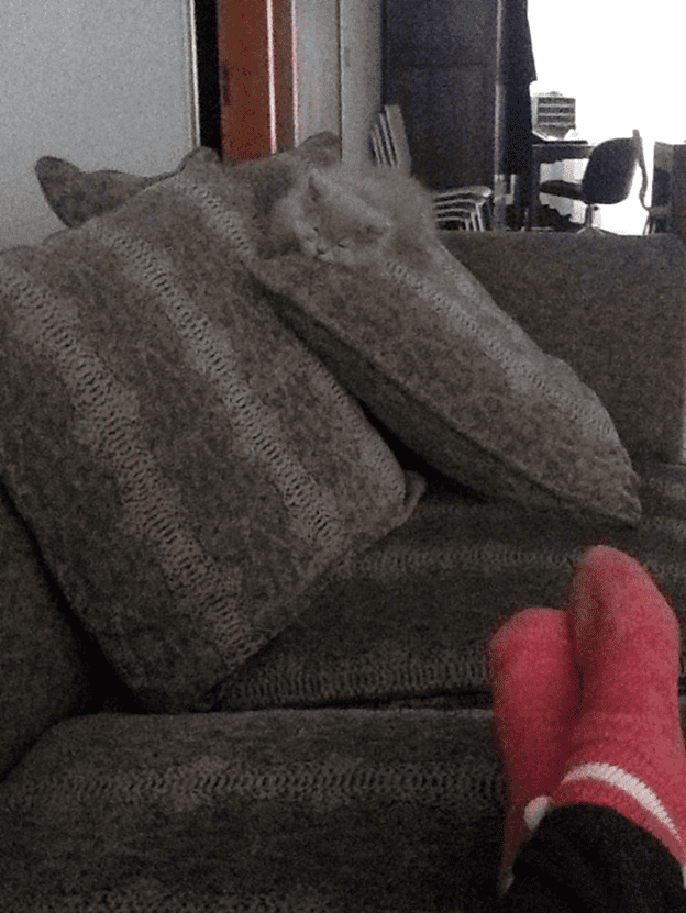 Hide and Seek cat