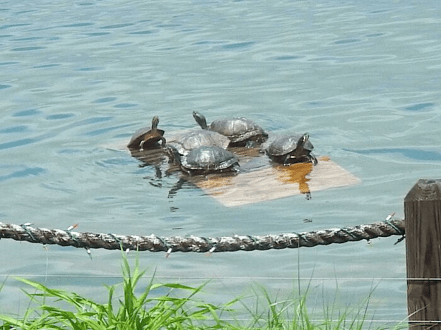 Adorable Turtle