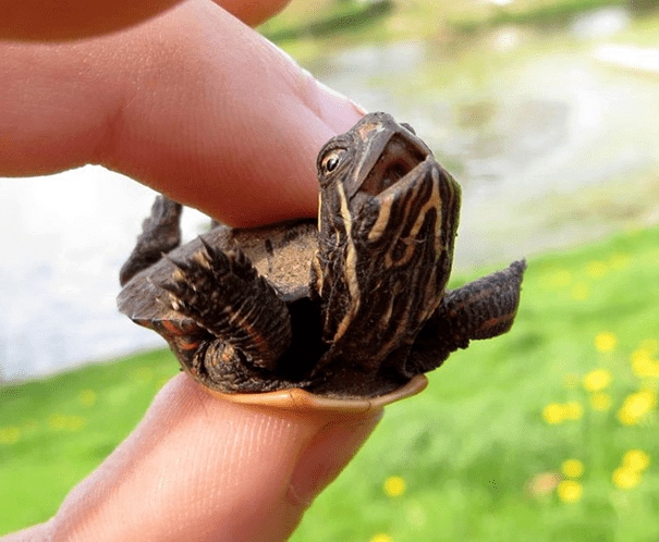 Adorable Turtle