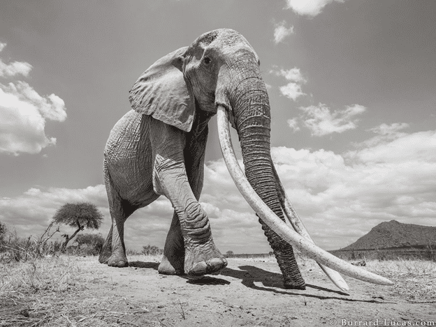 The 'Queen of Elephants