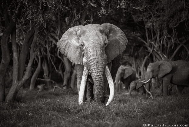 The 'Queen of Elephants