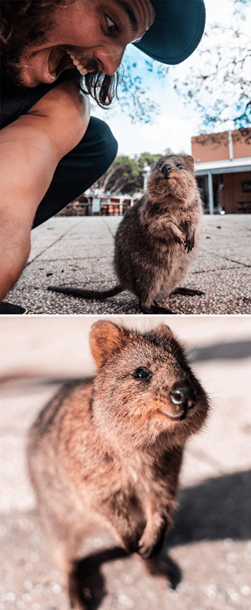 Adorable Quokkas