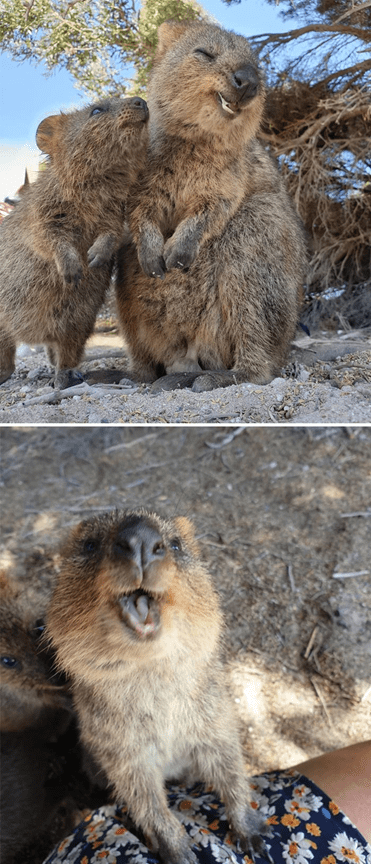 30 Pictures Of Quokkas That Are Almost Too Adorable To Handle