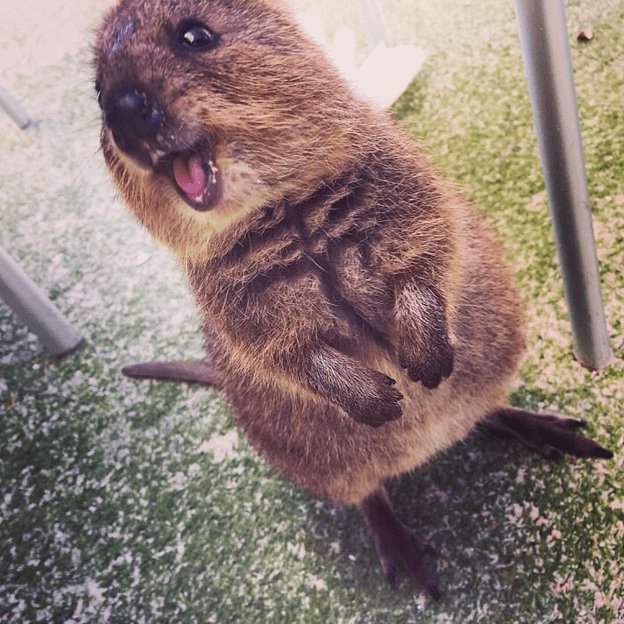 Adorable Quokkas