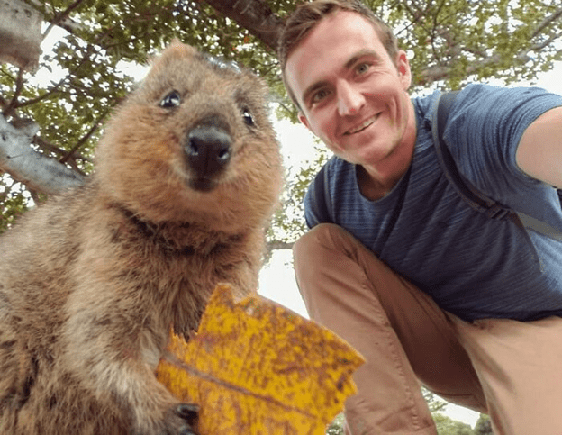 Adorable Quokkas