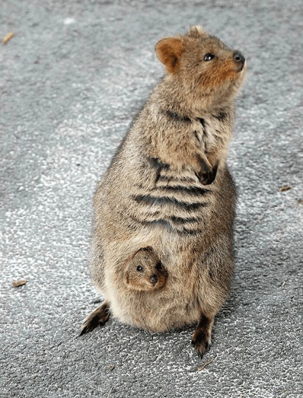 Adorable Quokkas