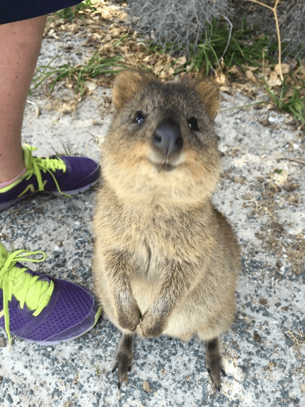 Adorable Quokkas