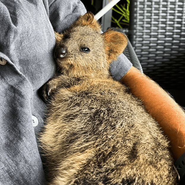 Adorable Quokkas