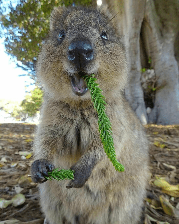 Adorable Quokkas